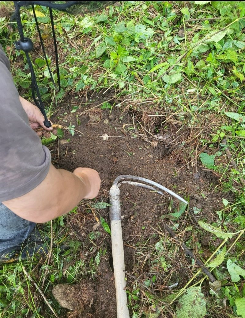 김미정님의 장터 판매 상품 [지리산 구룡폭포 4년근 삭대삼10뿌리] 첨부 사진
