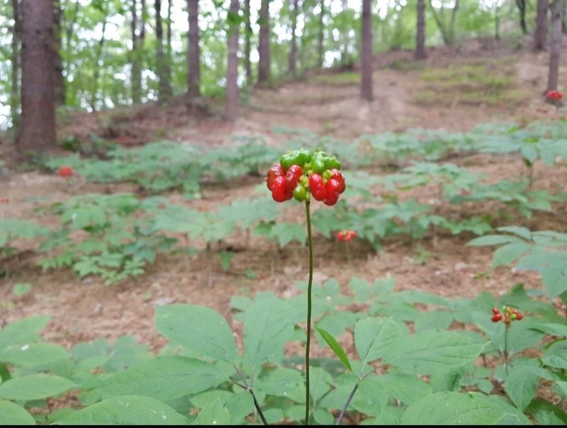 김미정님의 장터 판매 상품 [지리산 구룡폭포 4년근 삭대삼10뿌리] 첨부 사진