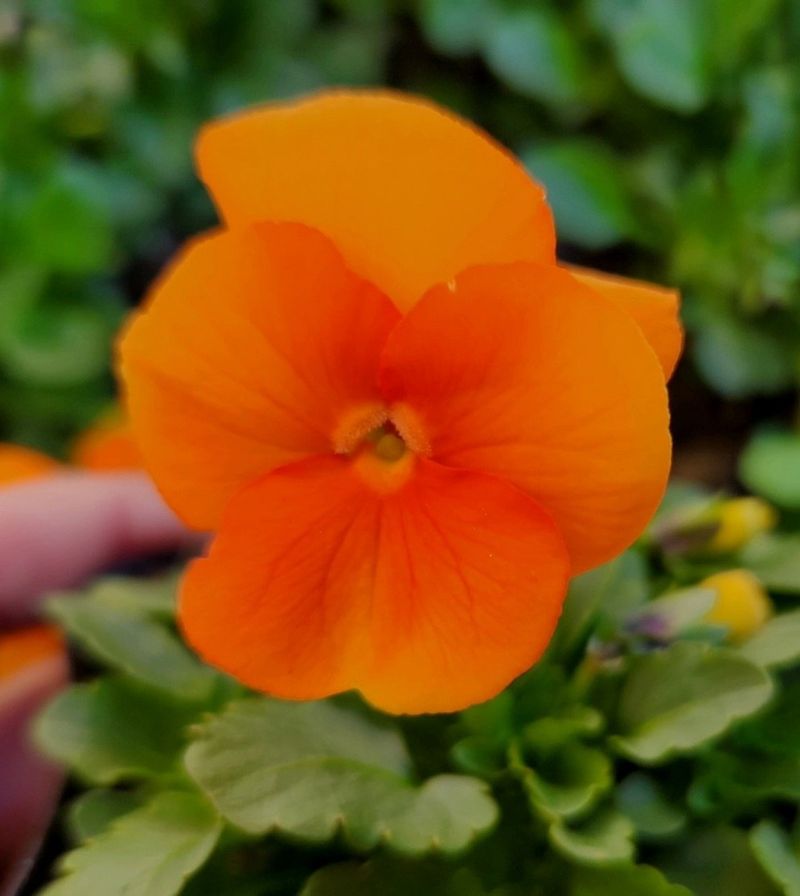 약초원 김종군님의 장터 판매 상품 [품절 품절 품절 2025년 봄꽃축제용 비올라꽃6종] 첨부 사진