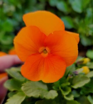 약초원 김종군님의 작성글 사진