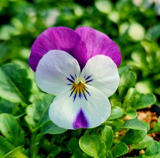 약초원 김종군님의 작성글 사진