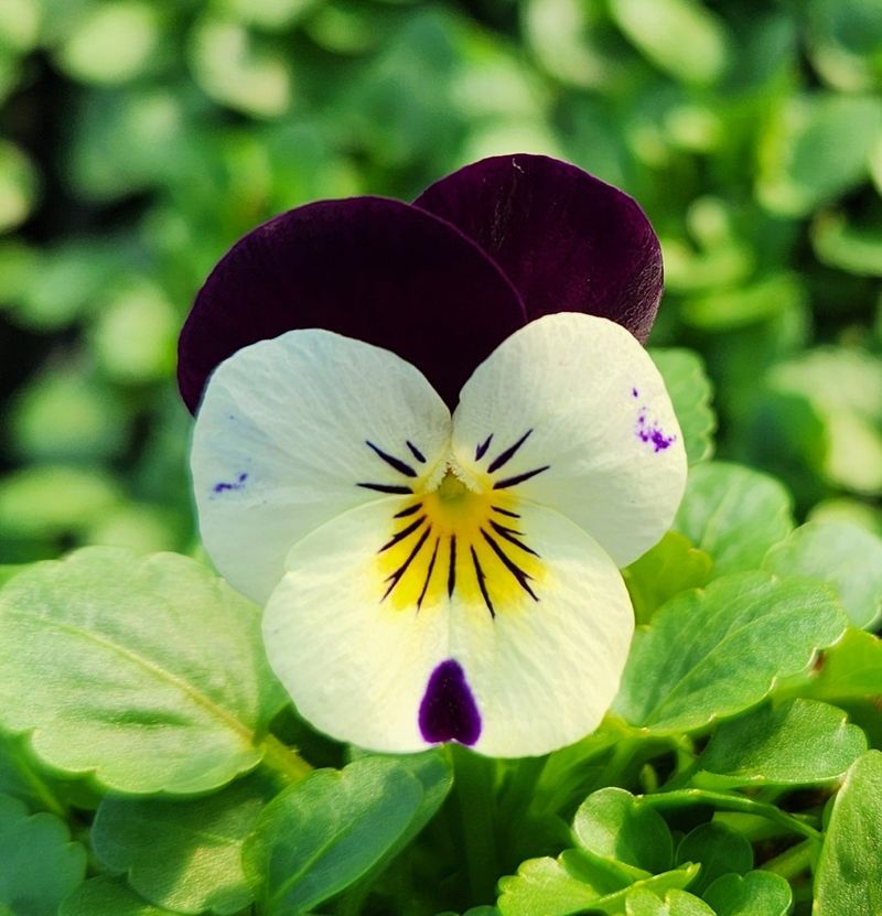 약초원 김종군님의 장터 판매 상품 [품절 품절 품절 2025년 봄꽃축제용 비올라꽃6종] 첨부 사진