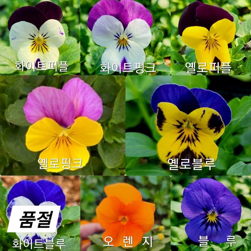 약초원 김종군님의 장터 판매 상품 [품절 품절 품절 2025년 봄꽃축제용 비올라꽃6종] 첨부 사진