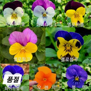 약초원 김종군님의 작성글 사진