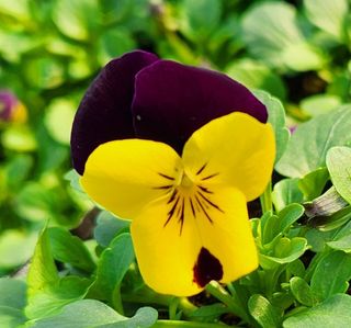 약초원 김종군님의 작성글 사진