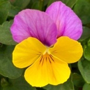 약초원 김종군님의 작성글 사진