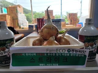대산농사대장님의 양파 · 자유게시판 작성글 사진