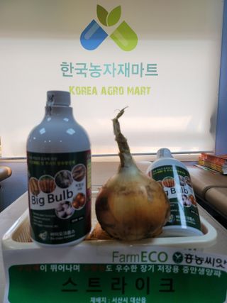 대산농사대장님의 양파 · 자유게시판 작성글 사진