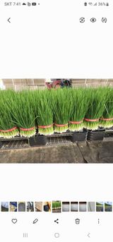 팜모닝 · 게시글 이미지