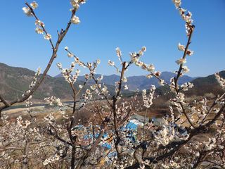 다온아띠농원 장현호님의 자유주제 · 자유게시판 작성글 사진