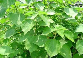 김중언님의 기타작물 · 자유게시판 작성글 사진