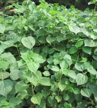 김중언님의 기타작물 · 자유게시판 작성글 사진