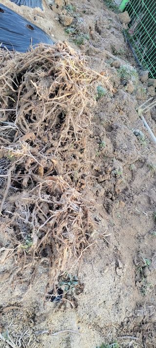 김중언님의 기타작물 · 자유게시판 작성글 사진