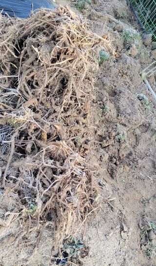 김중언님의 기타작물 · 자유게시판 작성글 사진