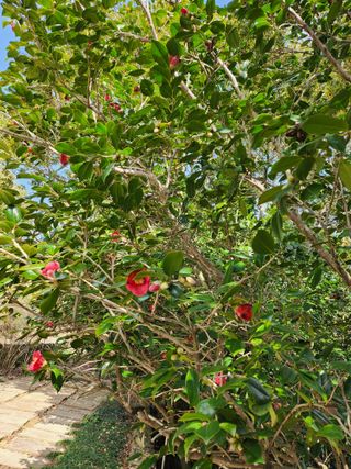 작약님의 자유주제 · 자유게시판 작성글 사진