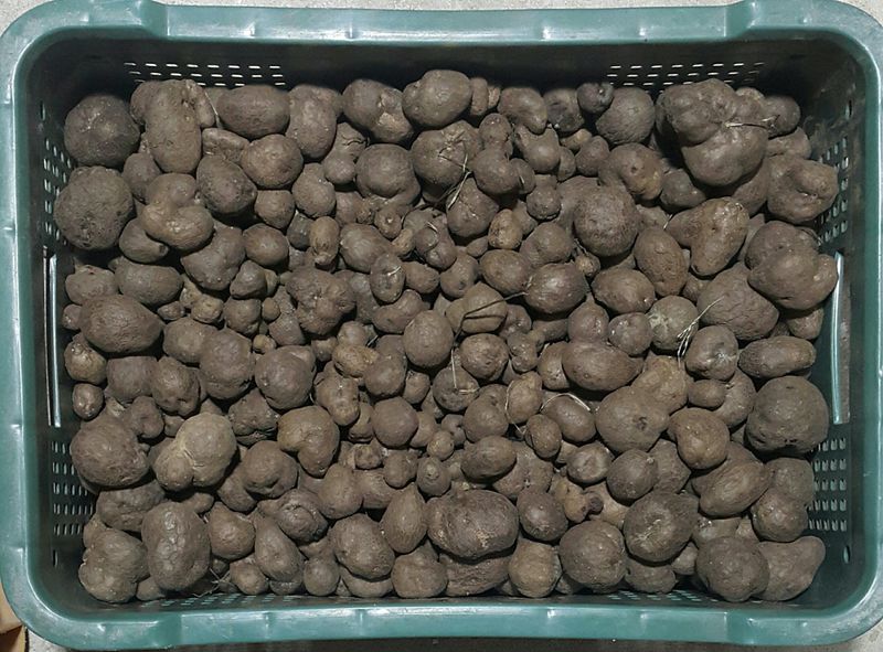 정보센터님의 장터 판매 상품 [열매달리는 자색마 ] 첨부 사진