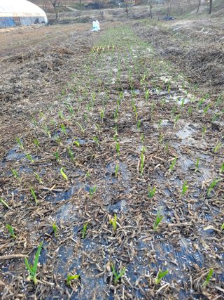 초록농님의 자유주제 · 자유게시판 작성글 사진