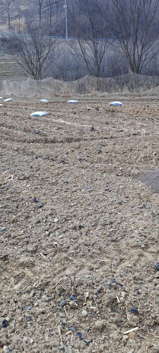 용호님의 기타작물 · 영농일지 작성글 사진