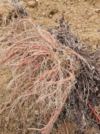 단삼님의 기타작물 · 자유게시판 작성글 사진