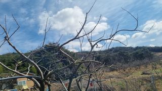 지리산홍가네농원님의 감 · 영농일지 작성글 사진