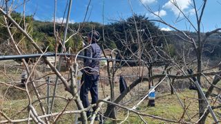 지리산홍가네농원님의 감 · 영농일지 작성글 사진