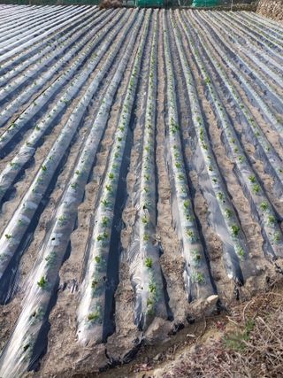 5월출석왕이레요님의 자유주제 · 자유게시판 작성글 사진