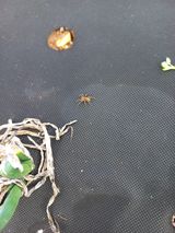 팜모닝 양파·병해충상담 게시글 이미지