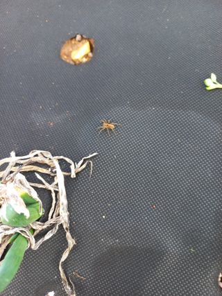 갑산 아리랑님의 양파 · 병해충상담 작성글 사진