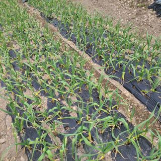 knlee님의 마늘 · 영농일지 작성글 사진