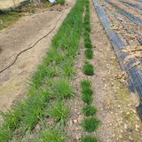 팜모닝 자유주제·자유게시판 게시글 이미지