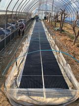 팜모닝 참깨·영농일지 게시글 이미지