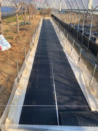 임태묵님의 참깨 · 영농일지 작성글 사진