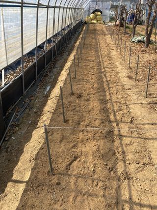 임태묵님의 참깨 · 영농일지 작성글 사진