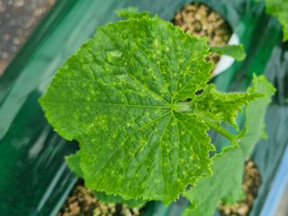 정융희님의 오이 · 병해충상담 작성글 사진