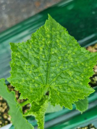 정융희님의 오이 · 병해충상담 작성글 사진