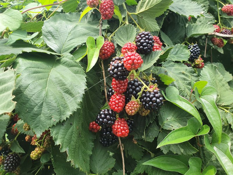 오대원님의 장터 판매 상품 [루비에스사과 수퍼복분자 왜성호두 포도 7종 판매합니다 ] 첨부 사진