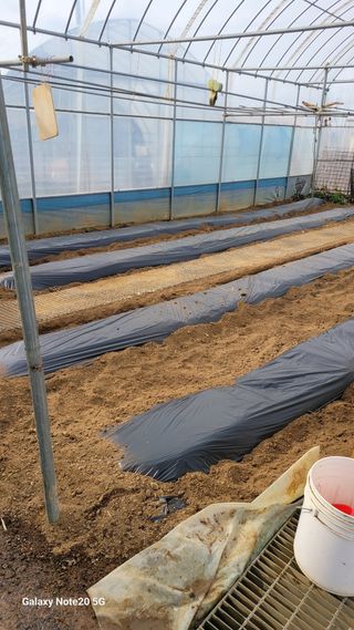 제주농부님의 고추 · 영농일지 작성글 사진