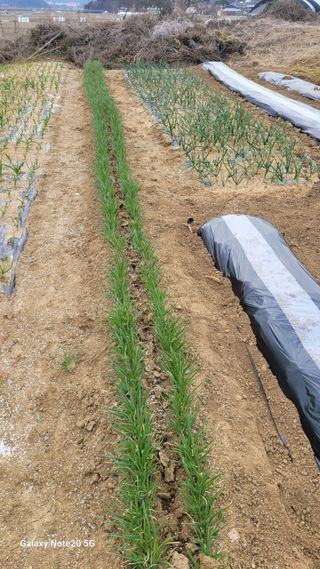 제주농부님의 고추 · 영농일지 작성글 사진