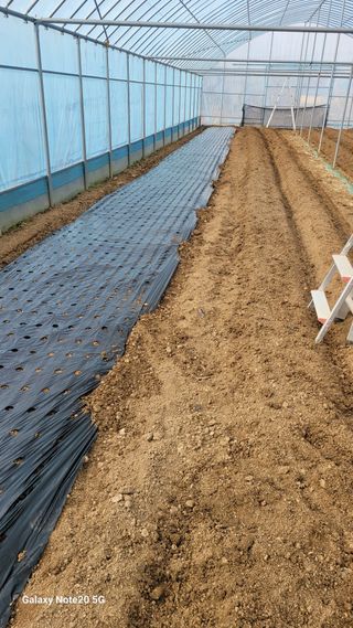 제주농부님의 고추 · 영농일지 작성글 사진