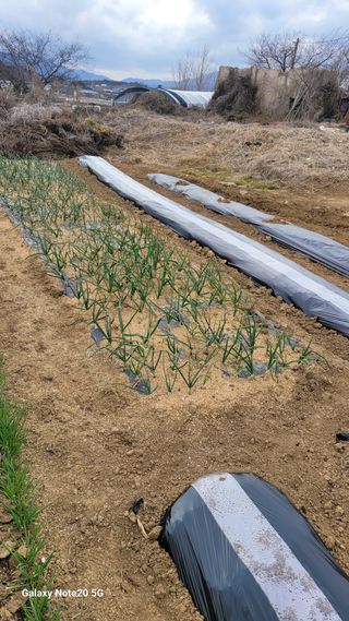 제주농부님의 고추 · 영농일지 작성글 사진