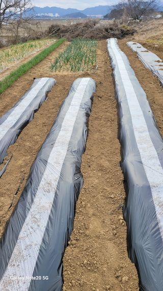 제주농부님의 고추 · 영농일지 작성글 사진