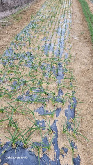 제주농부님의 고추 · 영농일지 작성글 사진