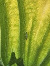 팜모닝 호박·병해충상담 게시글 이미지