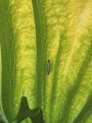 조재근님의 호박 · 병해충상담 작성글 사진