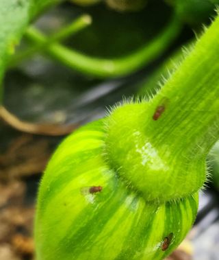 조재근님의 호박 · 병해충상담 작성글 사진