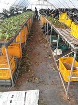 팜모닝 딸기·영농일지 게시글 이미지