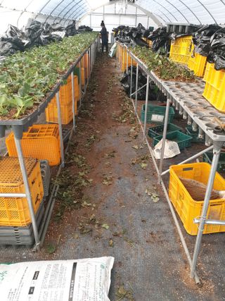 구절초님의 딸기 · 영농일지 작성글 사진