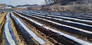 박손분님의 감자 · 영농일지 작성글 사진