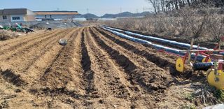 박손분님의 감자 · 영농일지 작성글 사진