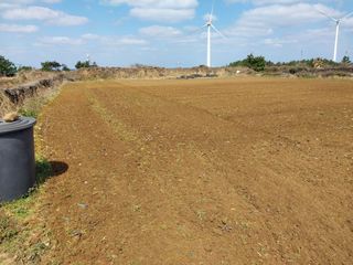 채정식님의 호박 · 영농일지 작성글 사진